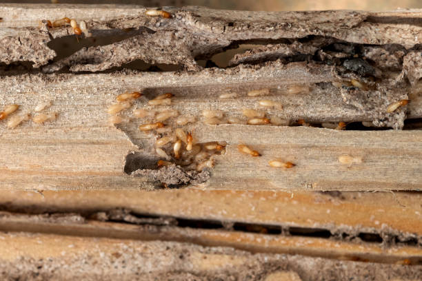 Best Commercial Pest Control Services  in Canastota, NY